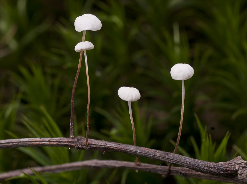 Marasmius epiphyllus